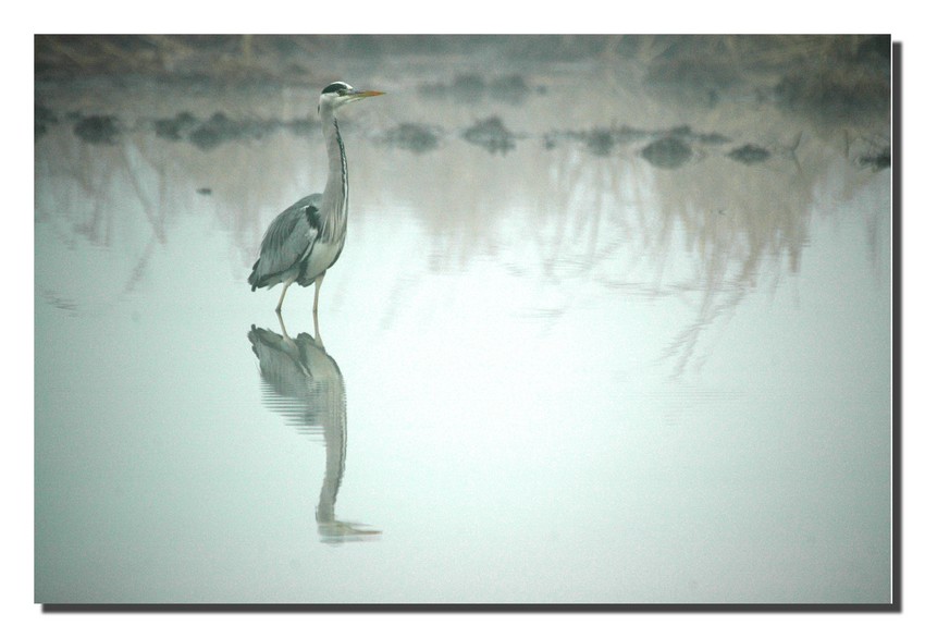 Airone cenerino - Ardea cinerea